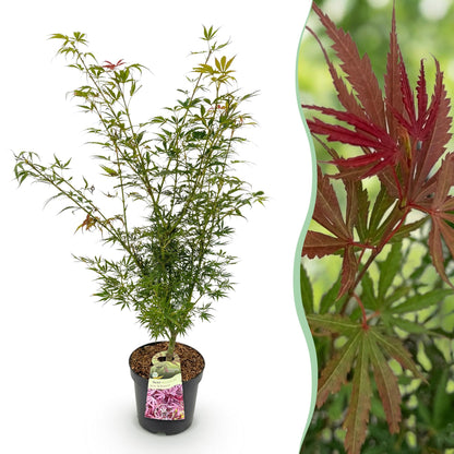 Green boutiQ - Gartenpflanze - Acer palmatum Jerre Swarts - Japanischer Ahorn - Laubabwerfend - Orange-Rot - 1 - Topf 26cm - Höhe 90cm 