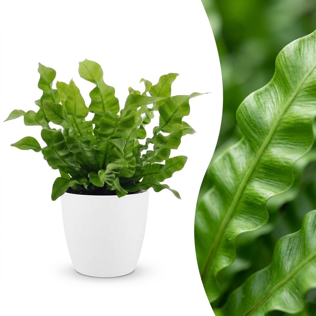 Krauser Wellenfarn 'Crispy Wave' – Asplenium nidus 'Crispy Wave' – Topf Ø12cm – Höhe 30cm