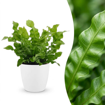 Krauser Wellenfarn 'Crispy Wave' – Asplenium nidus 'Crispy Wave' – Topf Ø12cm – Höhe 30cm