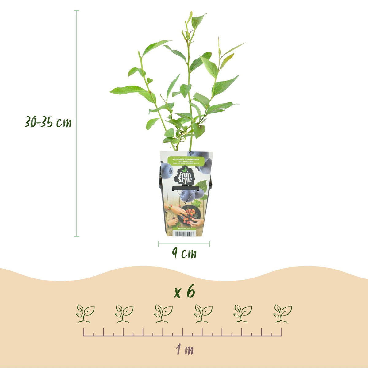 Blaubeere Vaccinium corymbosum Goldtraube winterhart 3 Pflanzen Ø9cm Höhe 30cm – Aromatische Heidelbeere für Garten Balkon & 