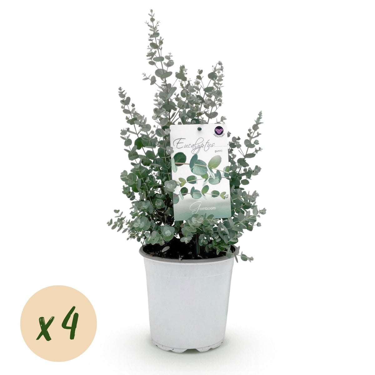 Eukalyptusbaum Eucalyptus gunnii – Winterhart – Terrassenpflanze – Grau – Ø17cm, Höhe ca. 40cm – Ansicht 13