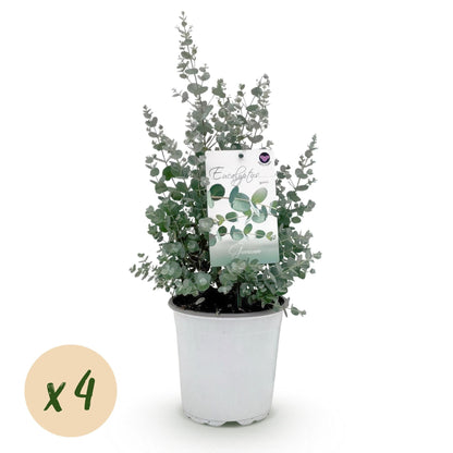 Eukalyptusbaum Eucalyptus gunnii – Winterhart – Terrassenpflanze – Grau – Ø17cm, Höhe ca. 40cm – Ansicht 13