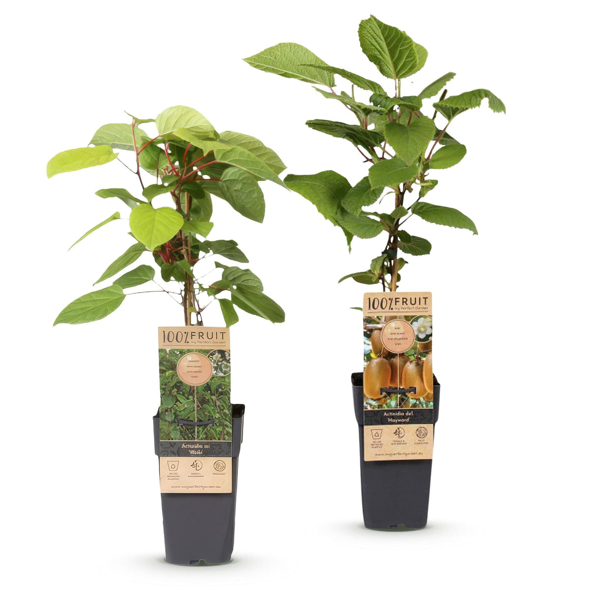 Green boutiQ - Fruit Plant - Actinidia Weiki & Hayward - Kiwi Plant - 1 Male - 1 Female - Plants - Green - Pot 15cm - Height 50cm 