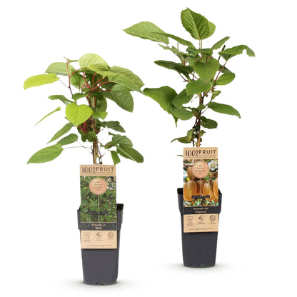 Green boutiQ - Fruit Plant - Actinidia Weiki & Hayward - Kiwi Plant - 1 Male - 1 Female - Plants - Green - Pot 15cm - Height 50cm 