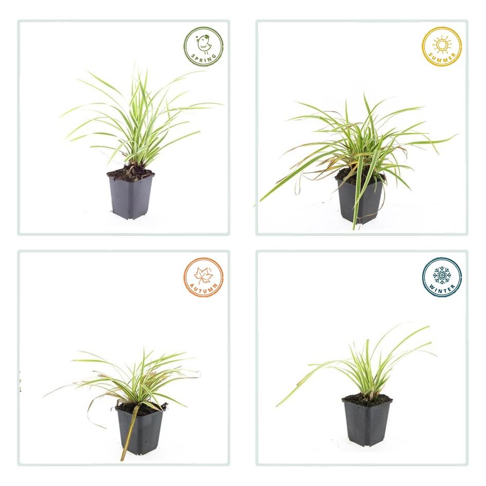 Goldrand Segge Carex morrowii 'Aureovariegata' – ↕10-25cm – Ø9cm – 6 Pflanzen – Immergrünes Ziergras & Bodendecker – Winterhart & pflegeleicht 