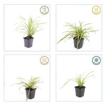 Goldrand Segge Carex morrowii 'Aureovariegata' – ↕10-25cm – Ø9cm – 6 Pflanzen – Immergrünes Ziergras & Bodendecker – Winterhart & pflegeleicht 