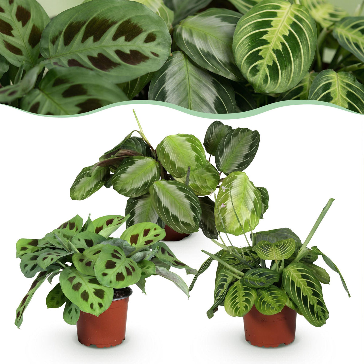 Green boutiQ - Zimmerpflanze - Marantha Silverband, Marantha Lemon Lime Marantha Kerchoveana - Gebetspflanze - Haustierfreundliche Pflanze - Grün - 3 Pflanzen - Topf 12cm - Höhe 25cm 