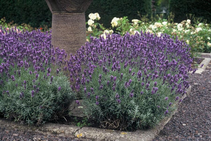 Lavendel Lavandula angustifolia 'Dwarf Blue' – ↕10-25cm – Ø9cm – 6 Pflanzen – Zwerglavendel, Duftend, Silbergrünes Laub, Bienenfreundlich, Winterhart 