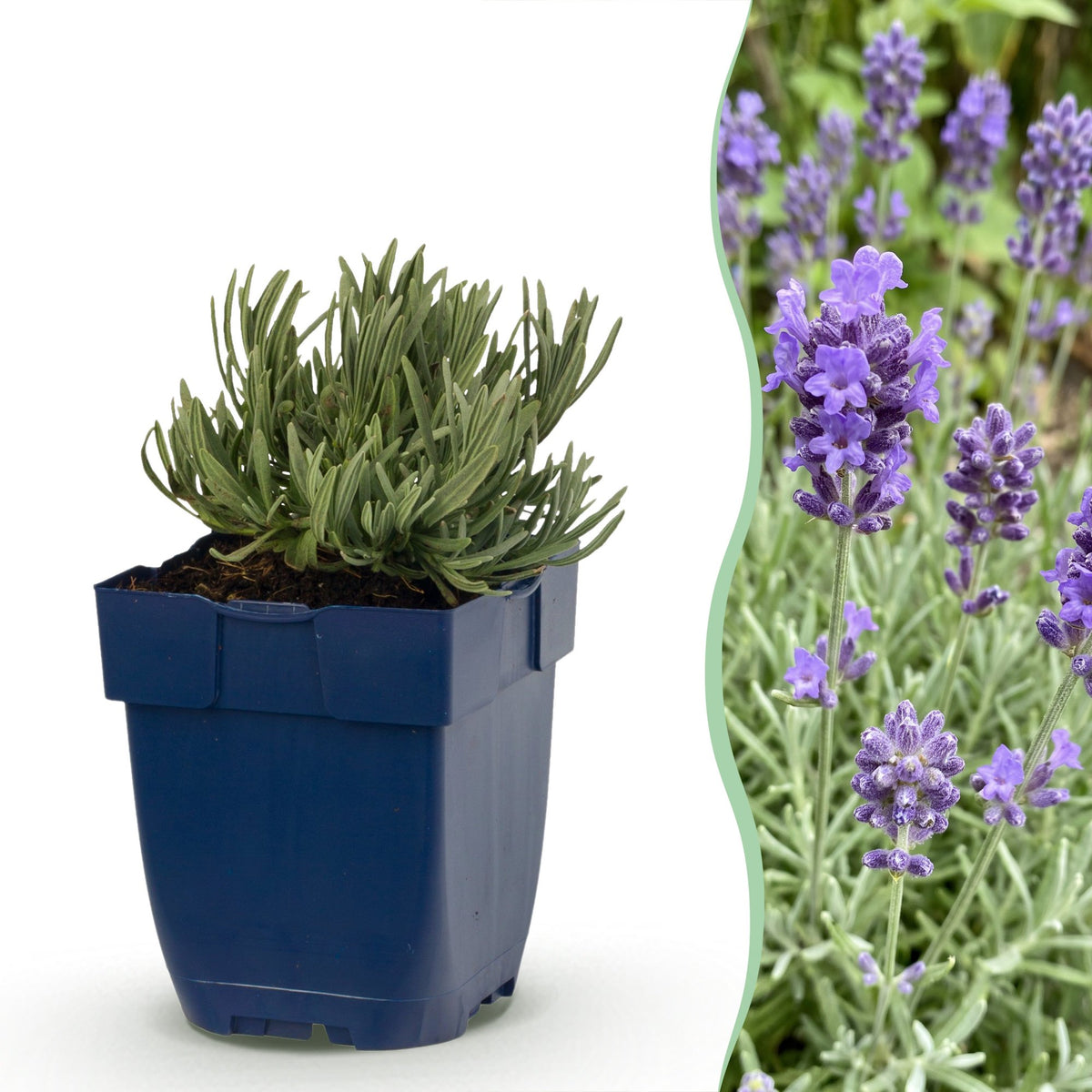 Lavendel 'Dwarf Blue' – Lavandula angustifolia 'Dwarf Blue' – Topf Ø11cm