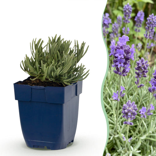 Lavendel 'Dwarf Blue' – Lavandula angustifolia 'Dwarf Blue' – Topf Ø11cm
