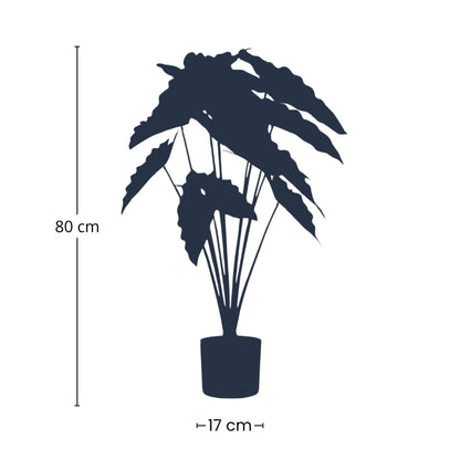 Alocasia Kunstpflanze 80cm – Tropischer Blickfang in Grün – Pflegeleicht & Realistisch – Ohne Gießen – Für Wohnzimmer, Büro & Gastronomie 
