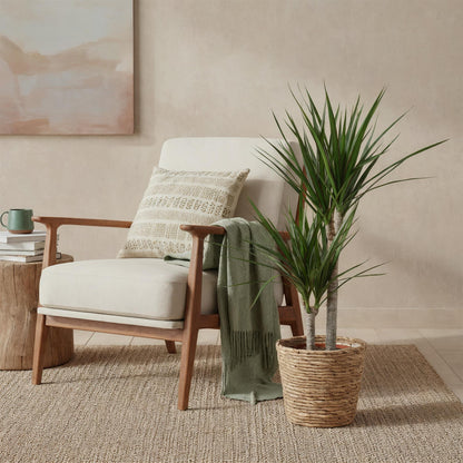 Green boutiQ - Zimmerpflanzen - Dracaena Marginata - Drachenblutbaum - Geringer Pflegeaufwand - mit Korb - Grün - 1 Pflanze - Topf 21cm - Höhe 90-100cm 