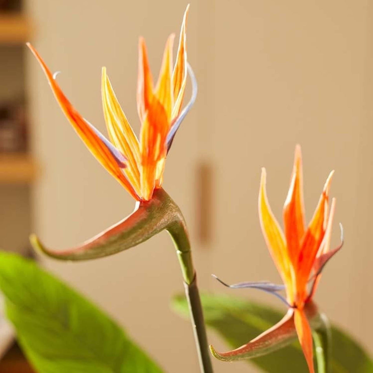 Strelitzia mit Blüten – 120cm – Kunstpflanze im schwarzen Topf – tropischer Blickfang – hochwertige Dekopflanze für Wohnzimmer, Büro & Flur – pflegeleicht 