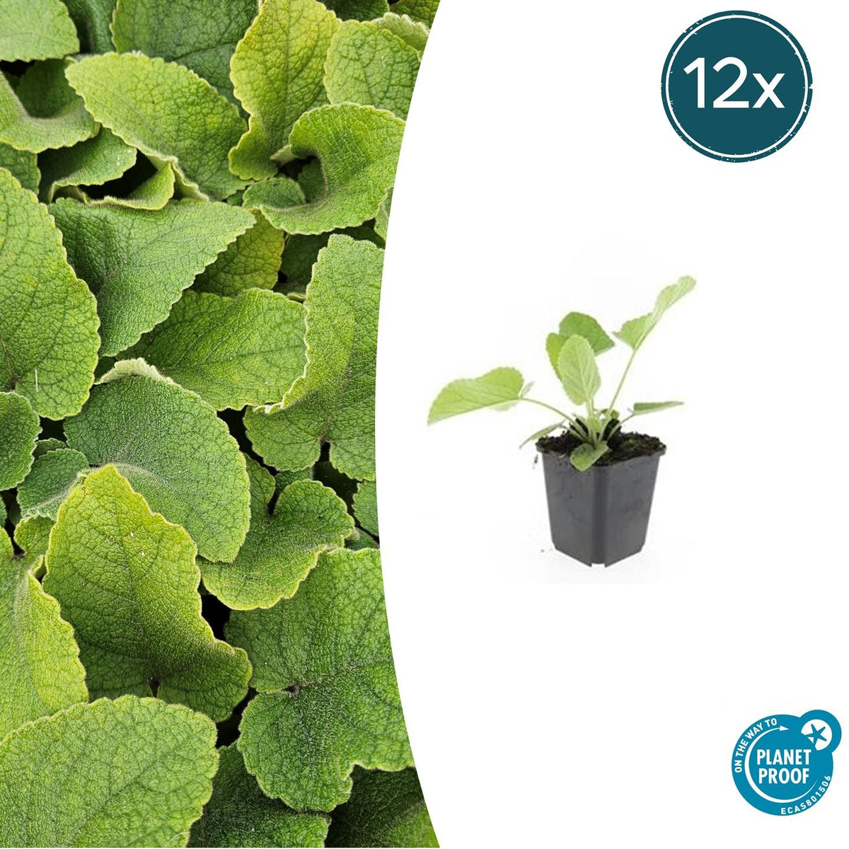 Russel – Brandkraut Phlomis russeliana – ↕10-25cm – Ø9cm – 6 Pflanzen – Winterhart & Bienenfreundlich – Sommerblüher für Beet