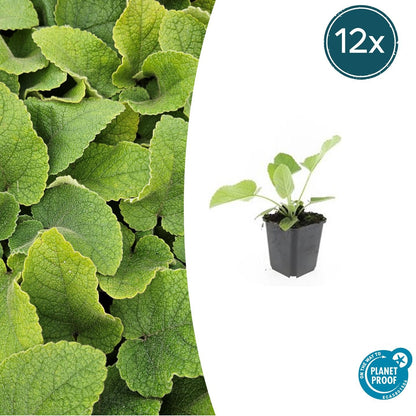Russel – Brandkraut Phlomis russeliana – ↕10-25cm – Ø9cm – 6 Pflanzen – Winterhart & Bienenfreundlich – Sommerblüher für Beet