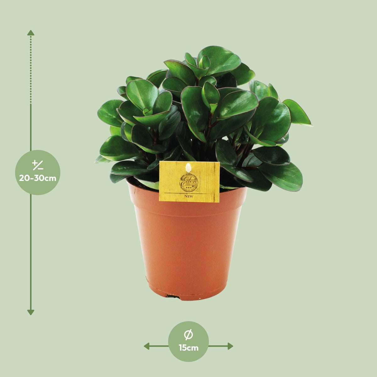 Peperomia 'Burning Bush' – Zwergpfeffer Zimmerpflanze – Ø15cm – ca. 25cm hoch – Kompakte & pflegeleichte Blattschmuckpflanze – Für halbschattige Standorte 