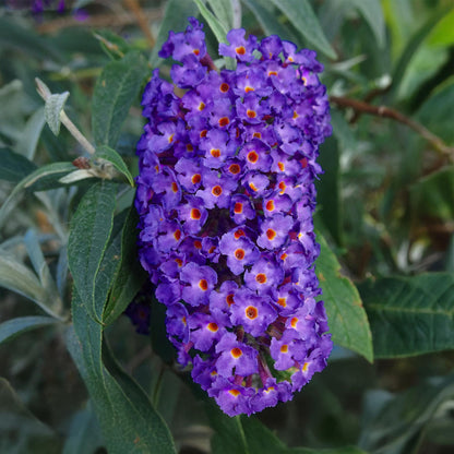 Schmetterlingsstrauch Buddleja davidii Empire Blue – Blau blühender, laubabwerfender Gartenstrauch – Schmetterlings- & bienenfreundlich – Pflegeleicht – 17 cm, Höhe 25 cm 