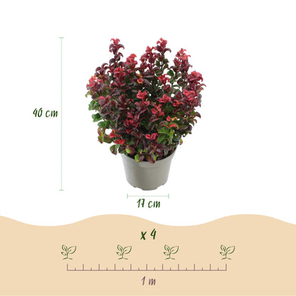 GreenboutiQ - Gartenpflanze - Leucothoe Curly Duo - Gelb & Rot - 2 Pflanzen - Immergrün - Pflegeleicht - Topf 17cm Höhe 40cm 