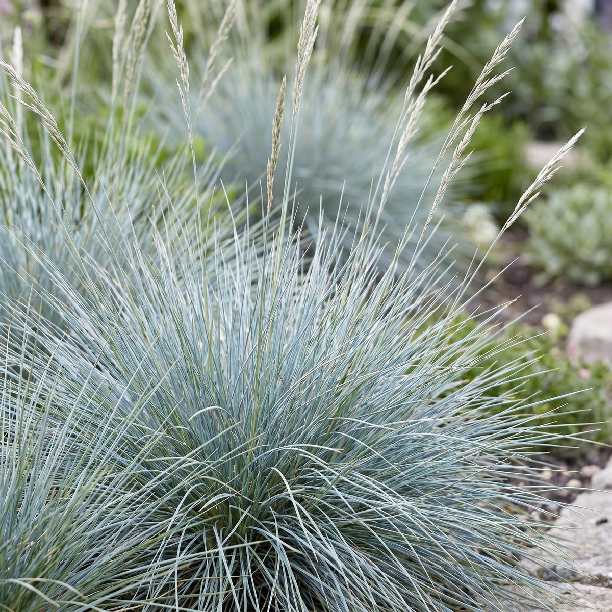 Blauschwingel – Festuca glauca – 6 Pflanzen – Topf Ø11cm – Bienenfreundliche Staude für Garten & Balkon – Ansicht 5
