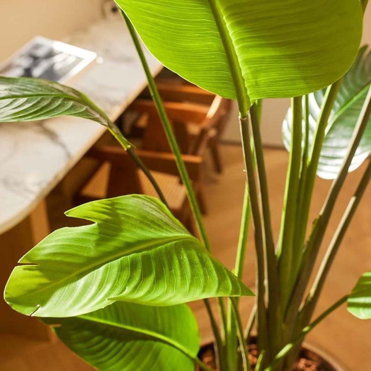 Strelitzia nicolai – 180cm – Kunstpflanze im schwarzen Topf – XXL Deko-Pflanze für Innenbereich – tropische Banane 