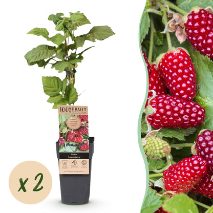 Green boutiQ - Fruit Plant - Rubus Thornless Loganberry - Thornless Raspberry - Hardy - Red Fruit - 2 Plants - Pot 15cm - Height 50cm 