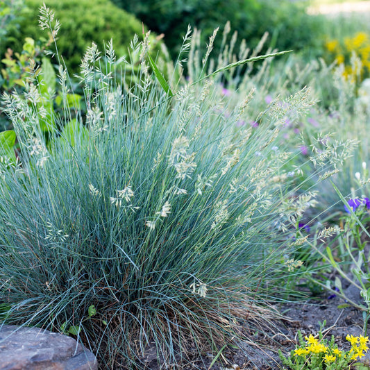 GreenboutiQ - Ziergräser - Festuca glauca Intense Blue - Blau - 1 Pflanze - Immergrün - Winterhart - Topf 17cm Höhe 50cm 