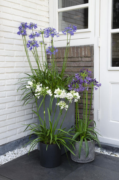 Schmucklilie - Agapanthus 'Ever White' - Ø19cm - ↕30cm 