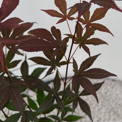 GreenboutiQ - Gartenpflanze - Acer palmatum Atropurpureum - Lila - 1 Pflanze - Laubabwerfend - Wenig Pflege - Topf 12cm Höhe 35cm 