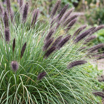Lampenputzergras 'Black Beauty' – Pennisetum alopecuroides 'Black Beauty' – Topf Ø11cm – Ansicht 5