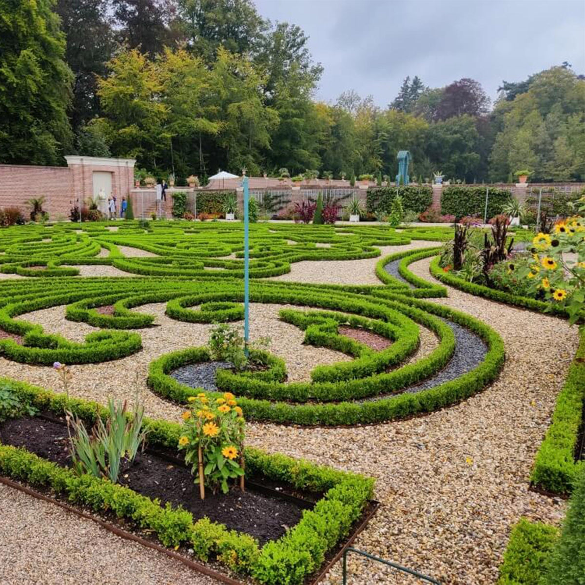 GreenboutiQ - Buxus Hecke - BetterBuxus Babylon Beauty - Resistenz gegen die Buxuskrankheit - 8 Pflanzen - 1 laufender Meter - Topf 9 cm Höhe 20-25 
