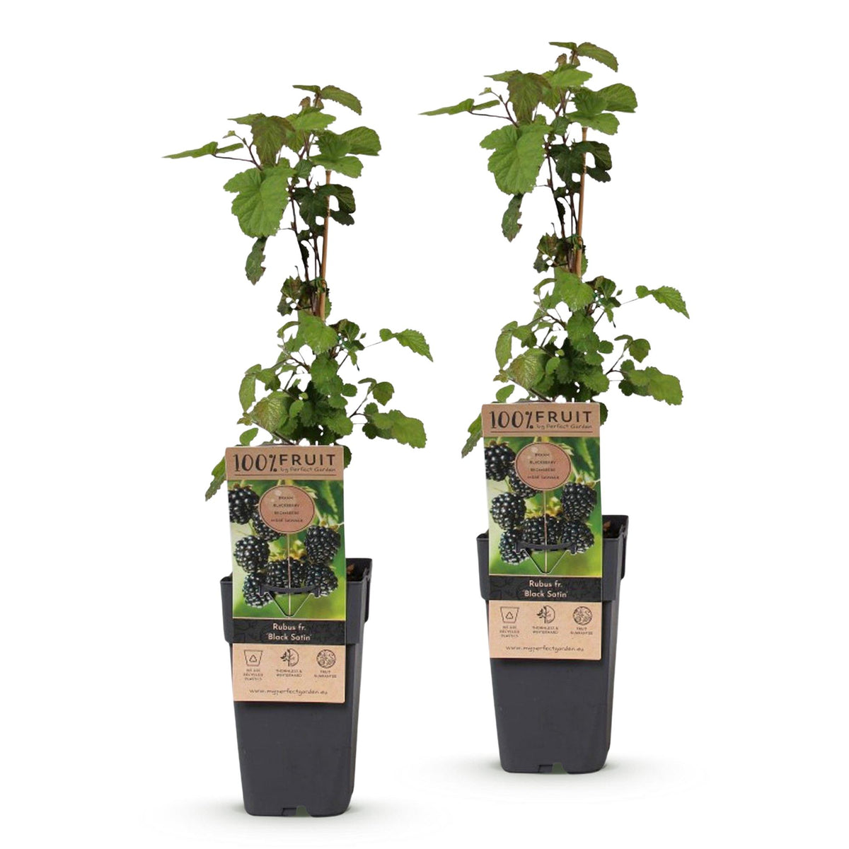 Green boutiQ - Fruit Plant - Rubus fruticosus Black Satin - Blackberry Plant - Hardy - Black Raspberry - 2 Plants - Pot 15cm - Height 50cm 