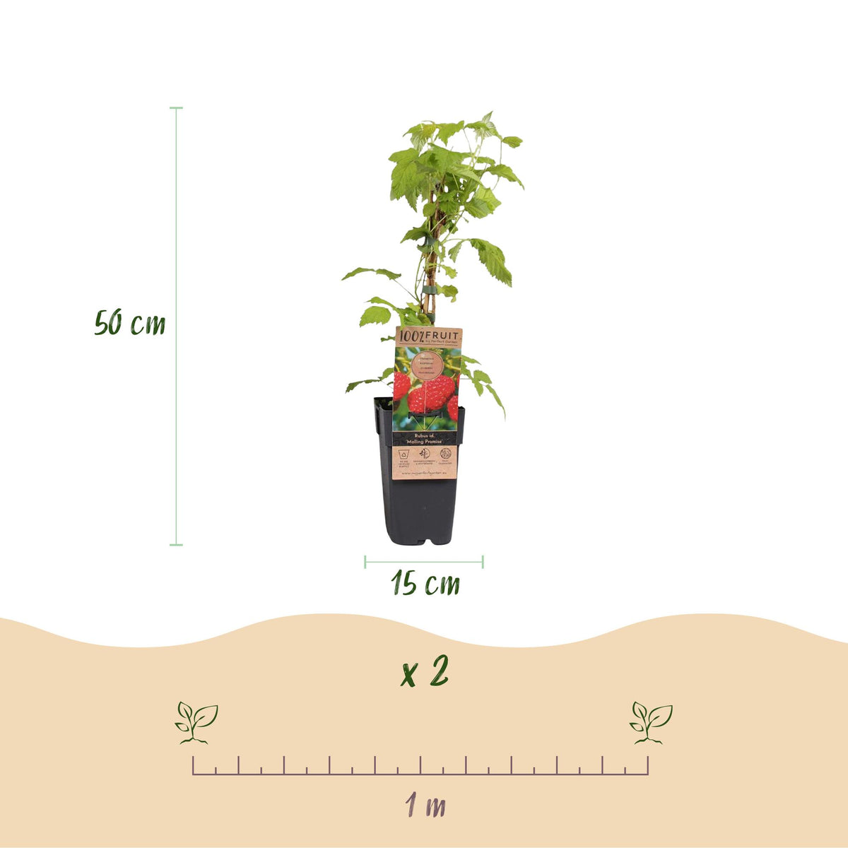 Green boutiQ - Fruit plant - Rubus idaeus Malling Promise - Raspberry plant - Hardy - Red Raspberry - 2 Plants - Pot 15cm - Height 50cm 