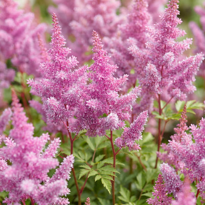 Zwerg-Prachtspiere 'Pumila' – Astilbe chinensis 'Pumila' – 6 Pflanzen – Topf Ø11cm – Ansicht 5