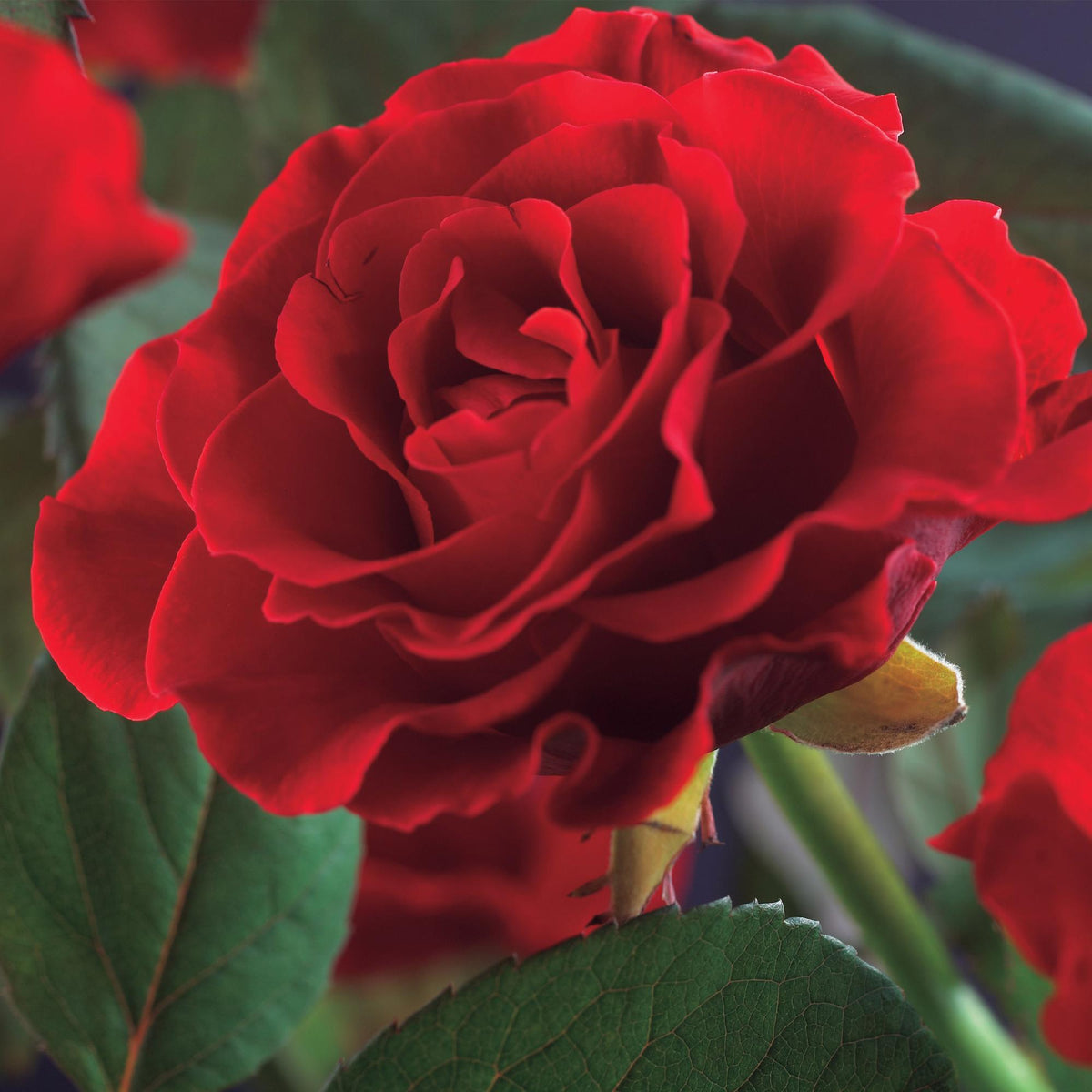 Kletterrose - Rosa Paul Scarlet Climber - Blüte Rot - Wenig Pflege - 2 Pflanzen - Topf 11cm Höhe 40cm 
