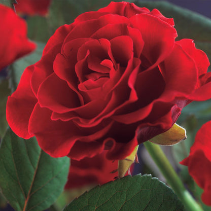 Kletterrose - Rosa Paul Scarlet Climber - Blüte Rot - Wenig Pflege - 2 Pflanzen - Topf 11cm Höhe 40cm 