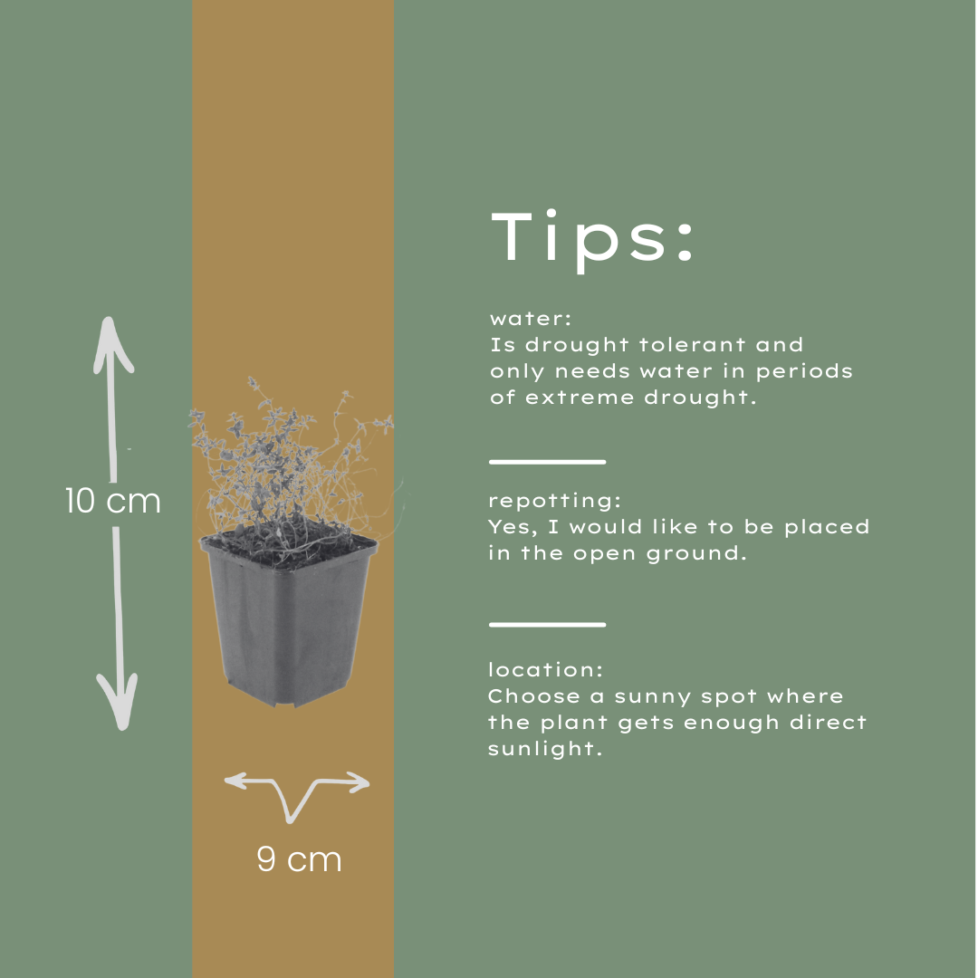 Thymus vulgaris Gartenthymian – Ø9cm – Höhe 10-25cm – Winterhartes Küchenkraut – Aromatisch – Ansicht 19