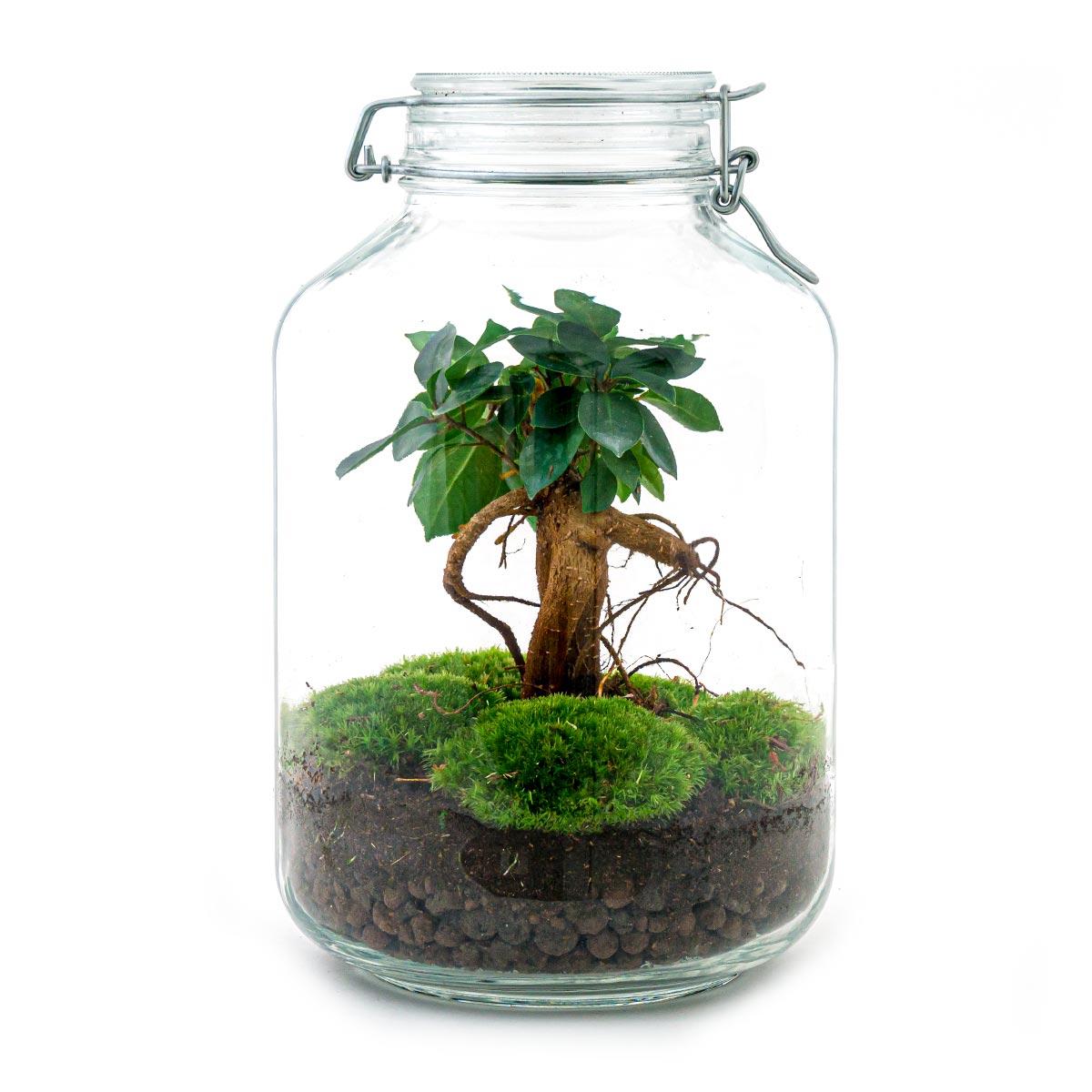 Flaschengarten DIY Bausatz Ficus Ginseng Bonsai – Terrarium Ø18cm x H28cm – Selbstbewässerndes Mini-Ökosystem – Do-It-Yourself Pflanzterrarium mit Moos & Zubehör 