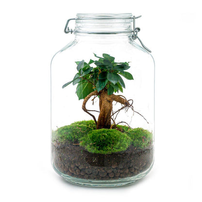 Flaschengarten DIY Bausatz Ficus Ginseng Bonsai – Terrarium Ø18cm x H28cm – Selbstbewässerndes Mini-Ökosystem – Do-It-Yourself Pflanzterrarium mit Moos & Zubehör 