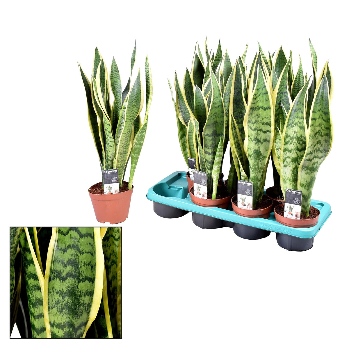 Sansevieria Laurentii – Zimmerpflanze – Ø14cm – ↕55cm – Robust & pflegeleicht – Luftreinigend – Ideal für Wohnung & Büro 