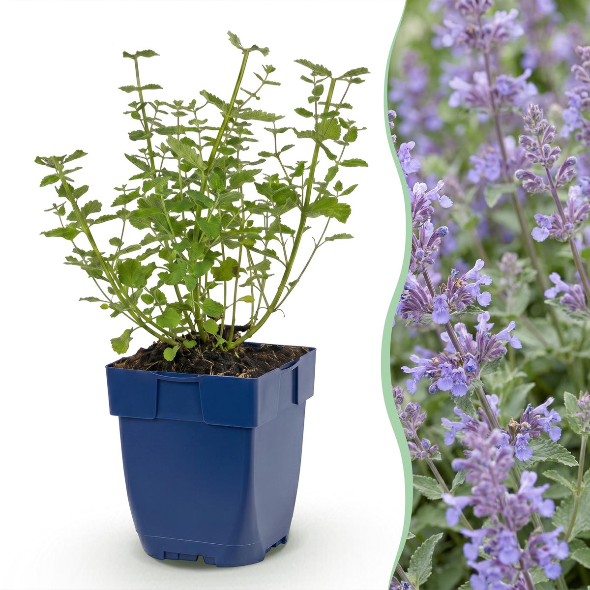Katzenminze 'Walker' – Nepeta faassenii 'Walker's Low' – Topf Ø11cm