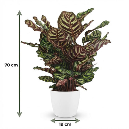 Calathea Makoyana Pfauen Korbmarante 70cm – Zimmerpflanze im weißen Übertopf Ø19cm – dekorative Blattzeichnung mit violetter Unterseite – pflegeleicht, luftreinigend für Wohnung & Büro 