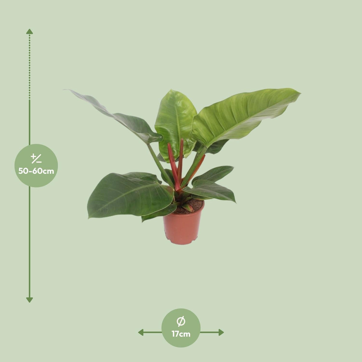 Baumfreund - Philodendron Imperial Green - Zimmerpflanze - Ø17cm - ↕60cm 