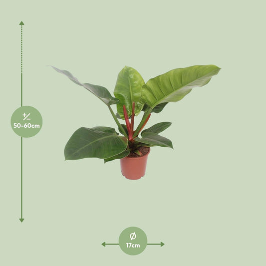 Baumfreund - Philodendron Imperial Green - Zimmerpflanze - Ø17cm - ↕60cm 