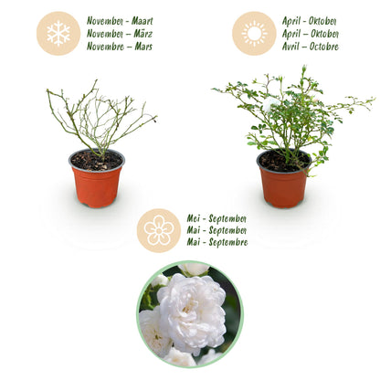 Green boutiQ - Gartenrose - Rosa White Fairy - Rose - Winterhart - Weiß - 3 Pflanzen - Topf 12cm - Höhe 20-25cm 
