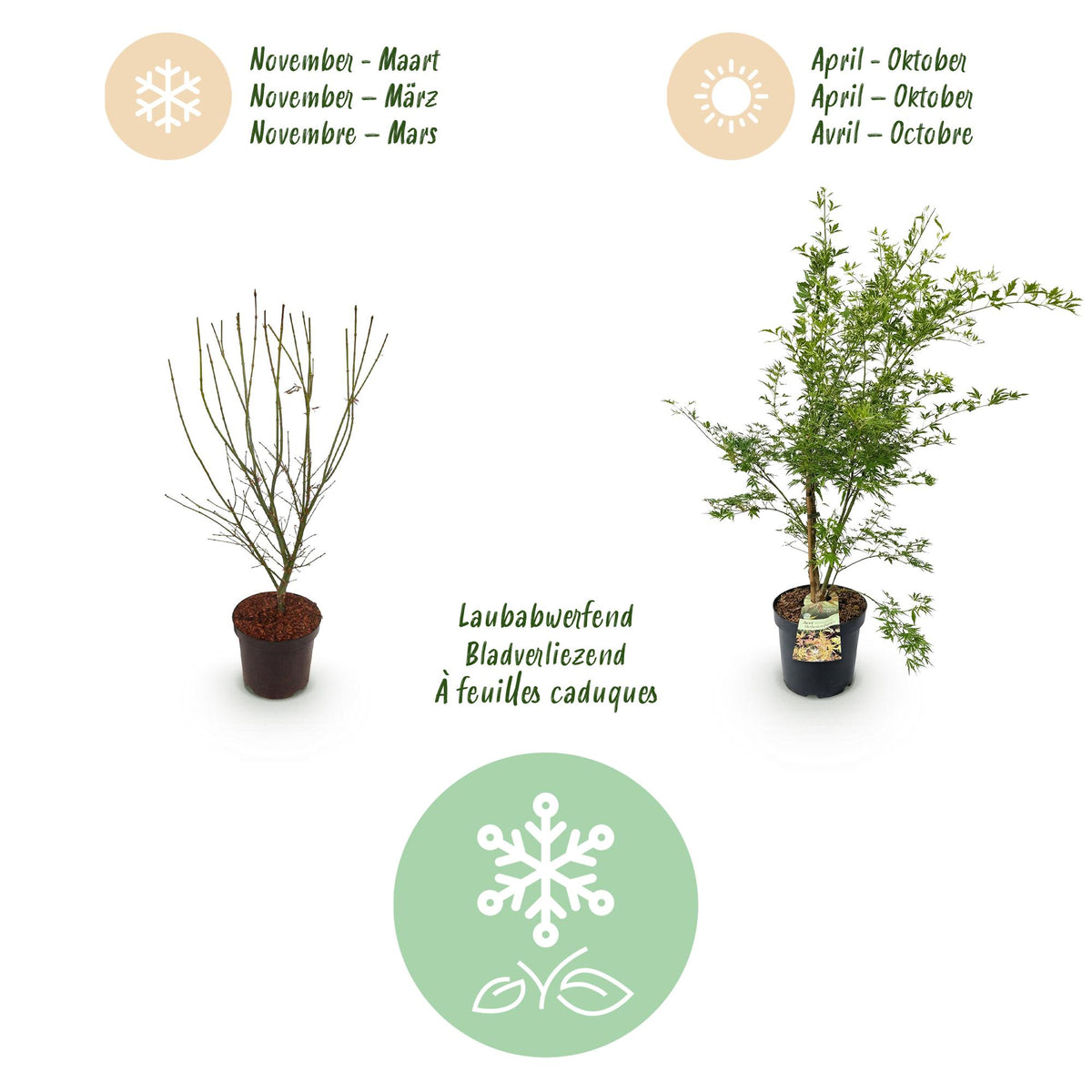 Green boutiQ - Gartenpflanze - Acer palmatum Methamorphosa - Japanischer Ahorn - Laubabwerfend - Grün - Orange - 1 - Topf 26cm - Höhe 90cm 