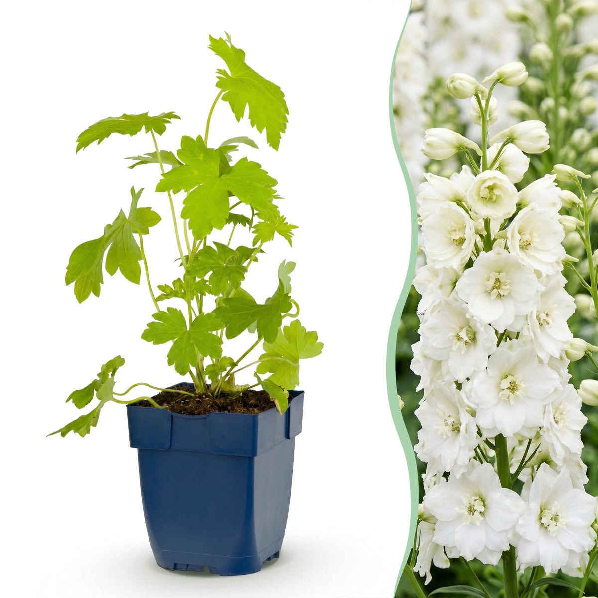 Rittersporn 'Galahad' – Delphinium 'Galahad' – Topf Ø11cm – Bienenfreundliche Staude für Garten & Balkon