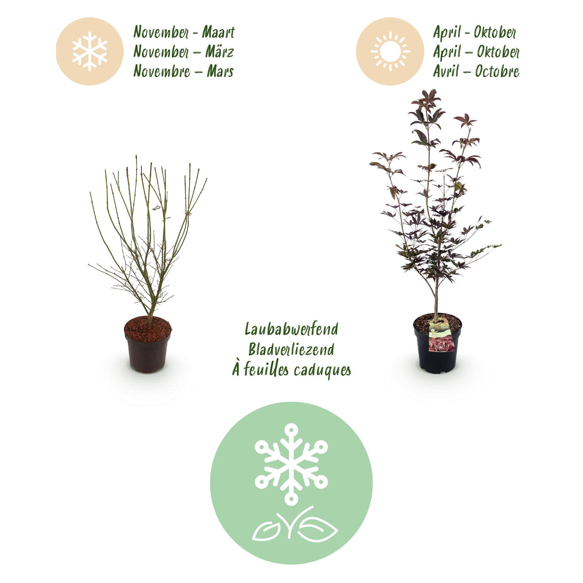 Green boutiQ - Gartenpflanze - Acer palmatum Bloodgood - Japanischer Ahorn - Laubabwerfend - Rot - 1 - Topf 26cm - Höhe 90cm 