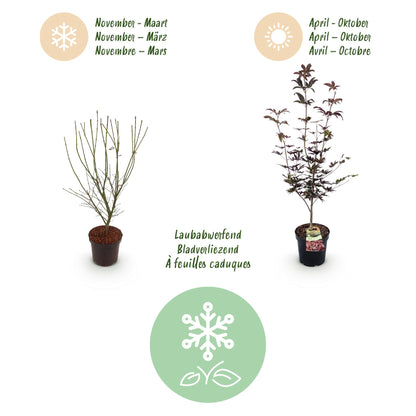 Green boutiQ - Gartenpflanze - Acer palmatum Bloodgood - Japanischer Ahorn - Laubabwerfend - Rot - 1 - Topf 26cm - Höhe 90cm 