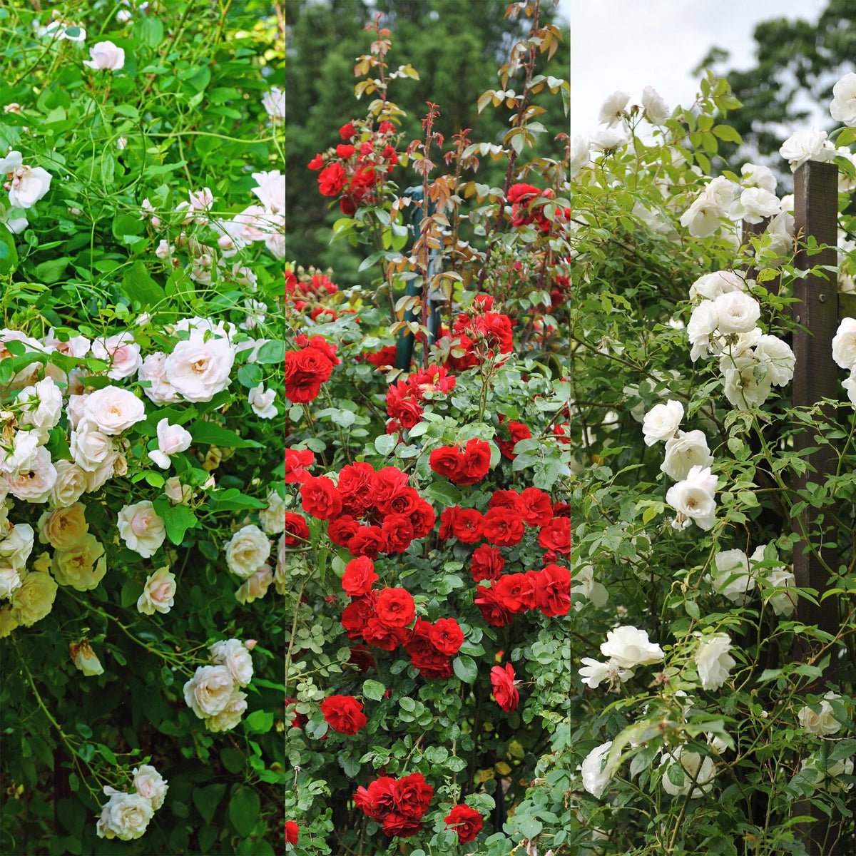 Kletterrose – Rosa Tricolour – Blüte Rosa-Weiß-Rot – 3 Pflanzen – Duftend – Geringer Pflegeaufwand – 11cm – Höhe ca. 40cm 