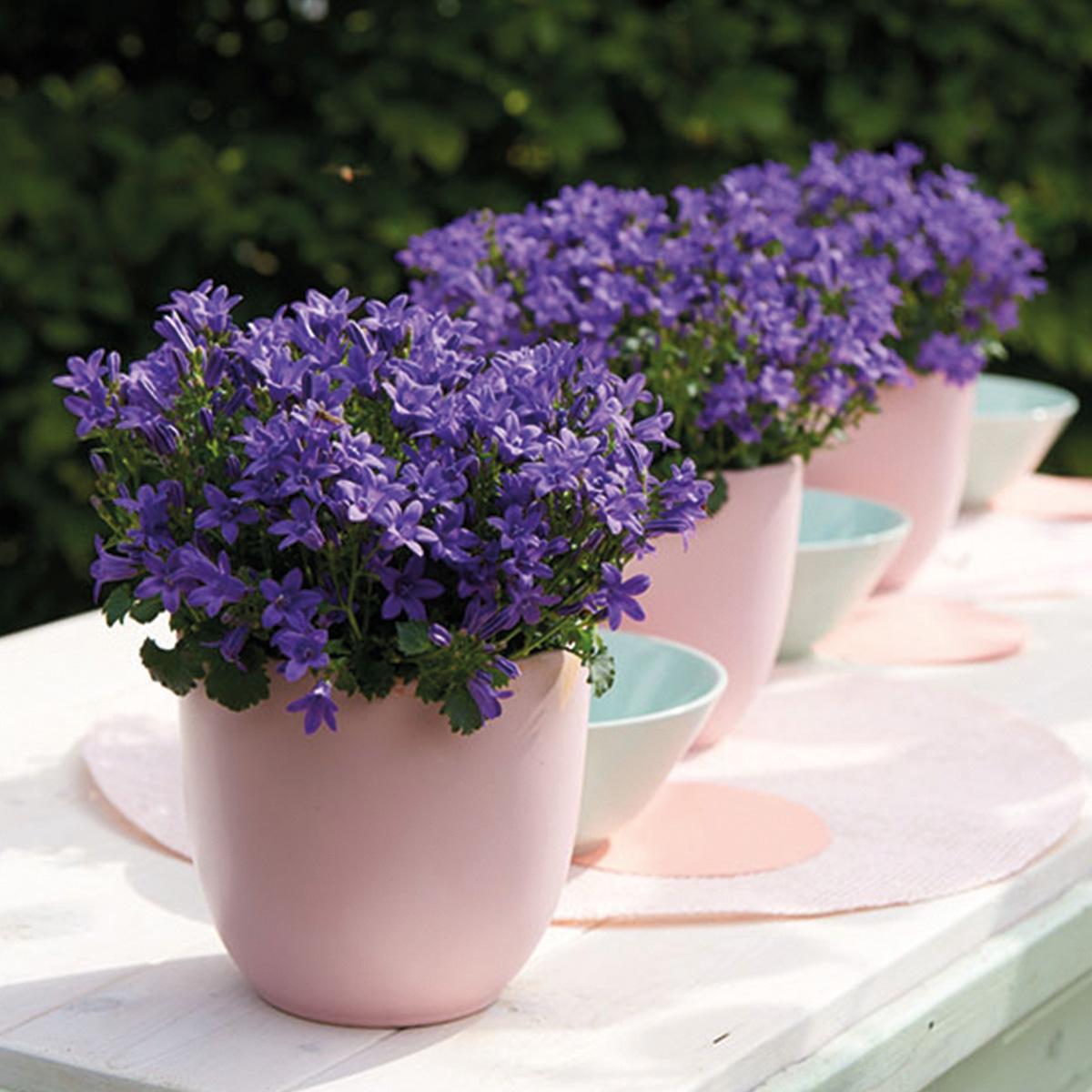 Campanula Addenda - Glockenblume lila Topfgröße 12cm - 1m2 Bodendecker - 6 Pflanzen - Ambella Lila - Winterhart 